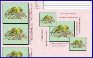 greenbudgies.jpg